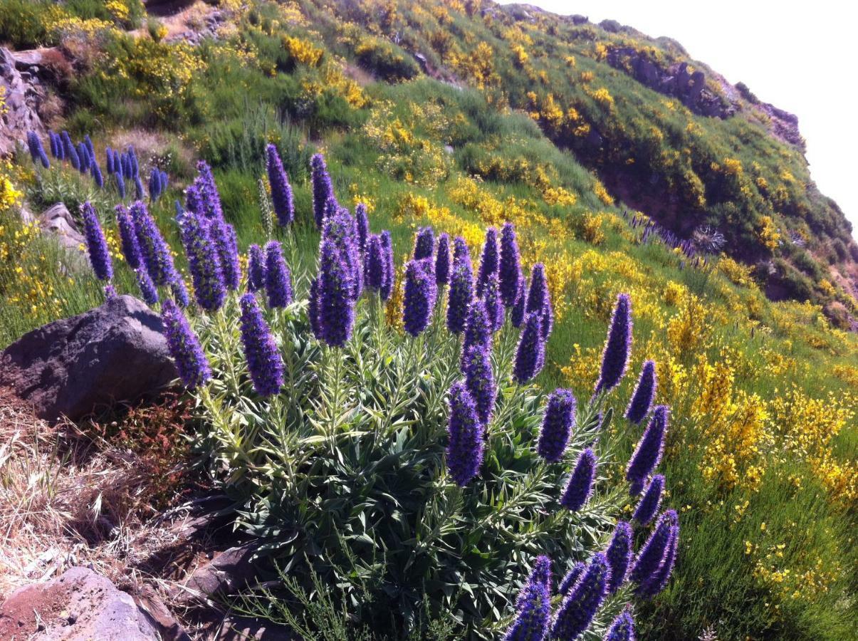 Blooming Botanic Houses Estreito Da Calheta Exteriér fotografie