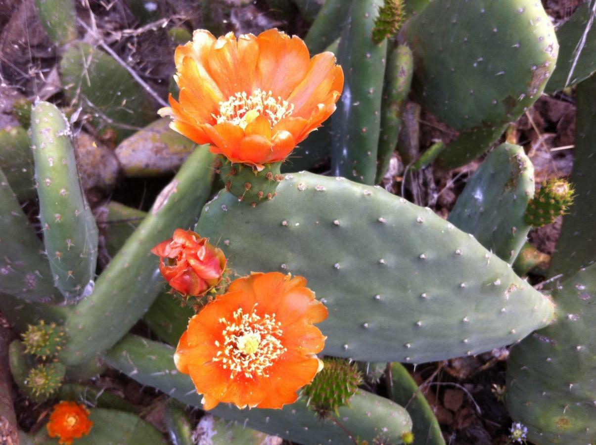 Blooming Botanic Houses Estreito Da Calheta Exteriér fotografie