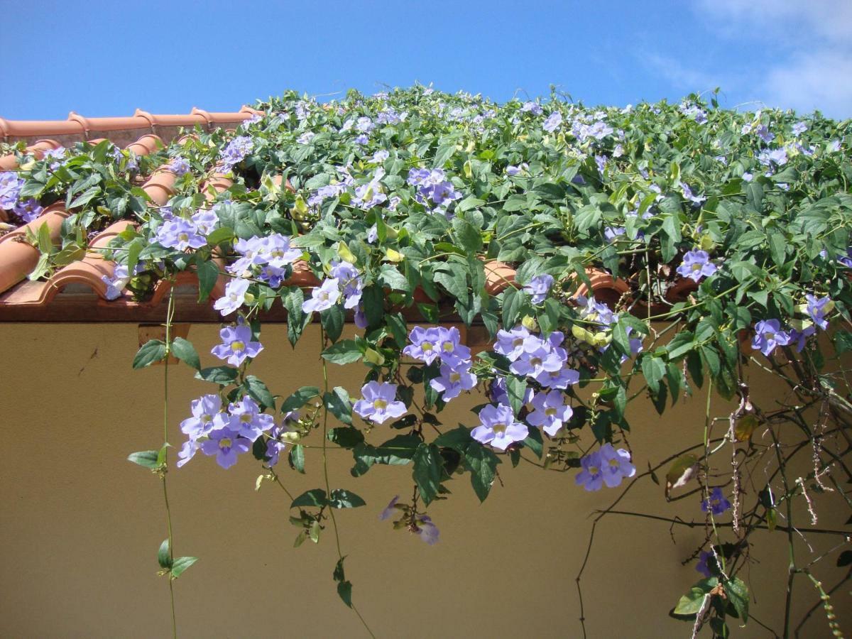 Blooming Botanic Houses Estreito Da Calheta Exteriér fotografie